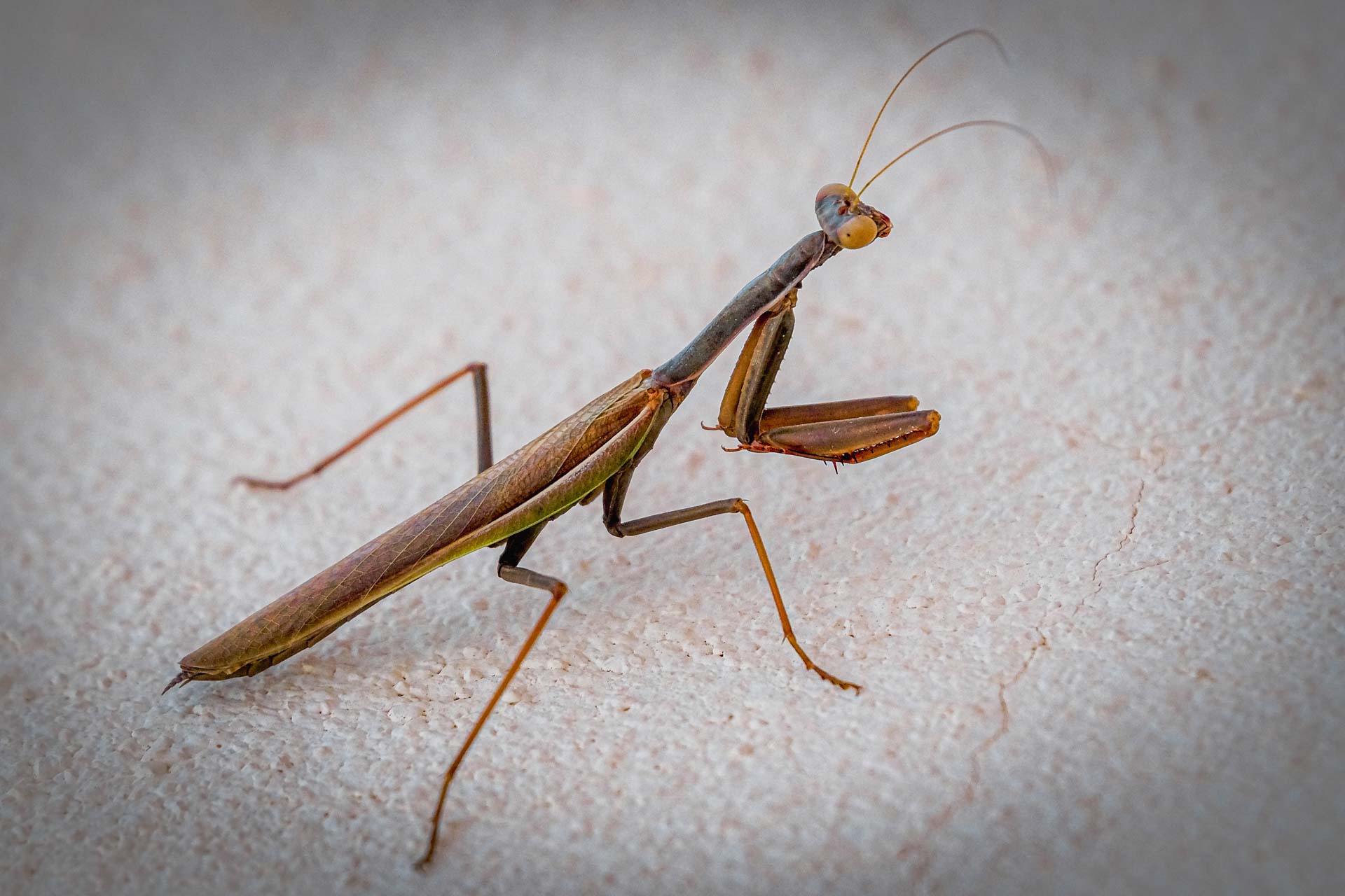 Amantis