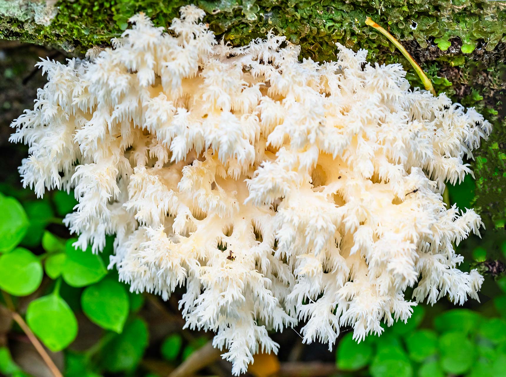 Hongo coral blanco